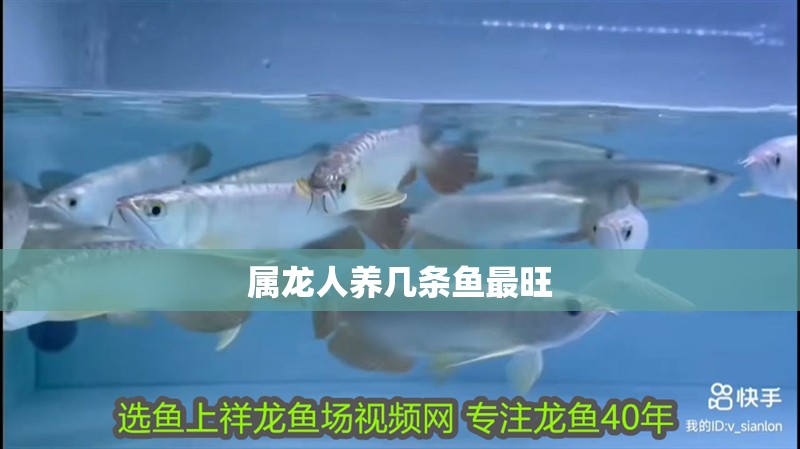 屬龍人養幾條魚最旺