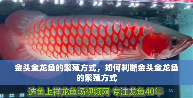 金頭金龍魚的繁殖方式，如何判斷金頭金龍魚的繁殖方式
