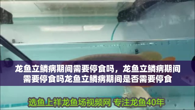 龍魚立鱗病期間需要停食嗎，龍魚立鱗病期間需要停食嗎龍魚立鱗病期間是否需要停食