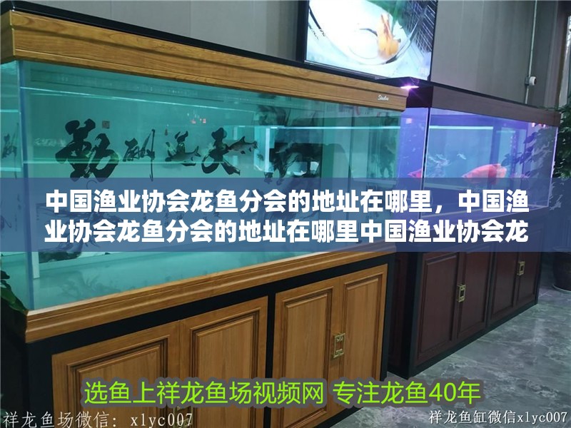 中國(guó)漁業(yè)協(xié)會(huì)龍魚分會(huì)的地址在哪里，中國(guó)漁業(yè)協(xié)會(huì)龍魚分會(huì)的地址在哪里中國(guó)漁業(yè)協(xié)會(huì)龍魚分會(huì)的地址在哪里