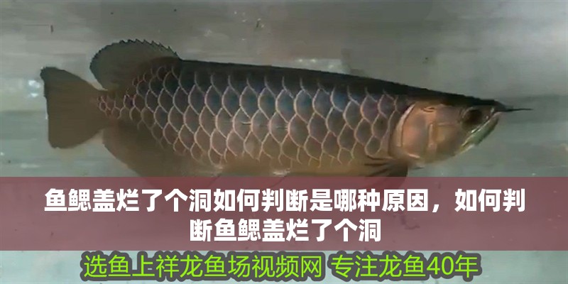 魚鰓蓋爛了個洞如何判斷是哪種原因，如何判斷魚鰓蓋爛了個洞