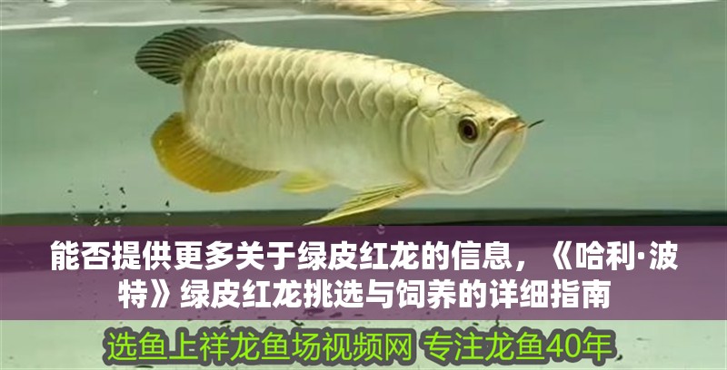 能否提供更多關于綠皮紅龍的信息，《哈利·波特》綠皮紅龍挑選與飼養的詳細指南