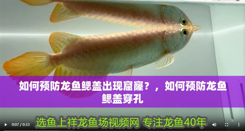 如何預防龍魚鰓蓋出現窟窿？，如何預防龍魚鰓蓋穿孔
