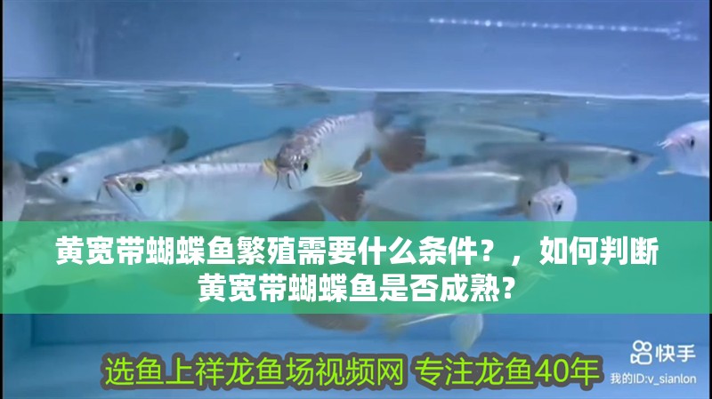 黃寬帶蝴蝶魚繁殖需要什么條件？，如何判斷黃寬帶蝴蝶魚是否成熟？