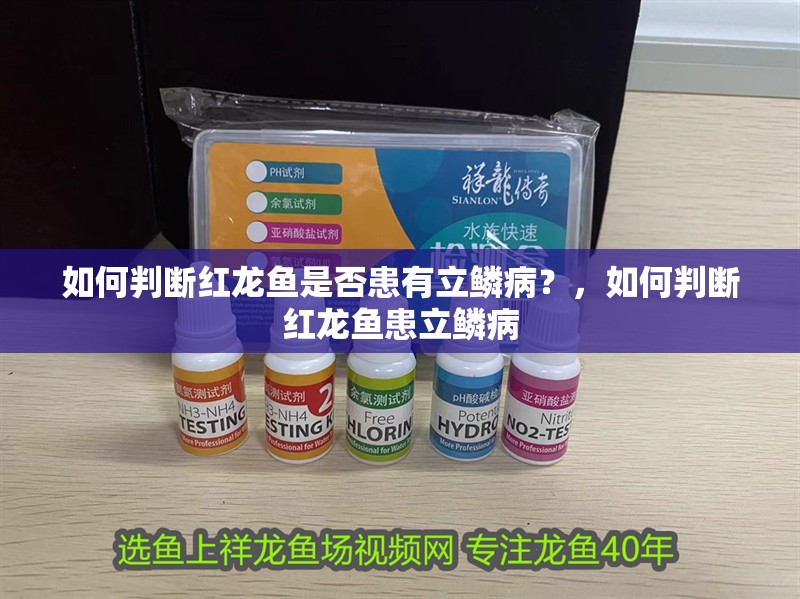 如何判斷紅龍魚是否患有立鱗病？，如何判斷紅龍魚患立鱗病