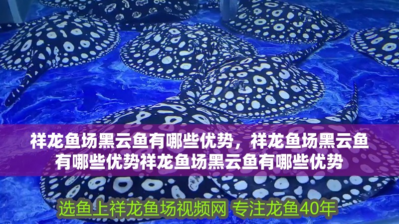 祥龍魚場黑云魚有哪些優勢，祥龍魚場黑云魚有哪些優勢祥龍魚場黑云魚有哪些優勢