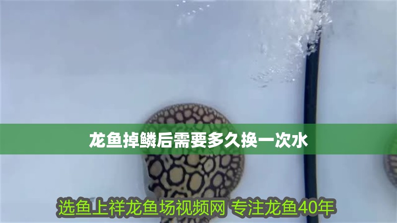 龍魚(yú)掉鱗后需要多久換一次水