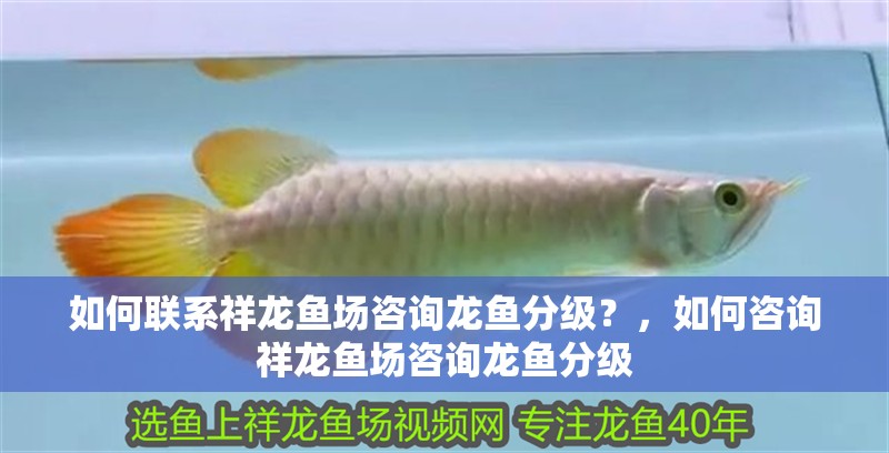 如何聯(lián)系祥龍魚(yú)場(chǎng)咨詢(xún)龍魚(yú)分級(jí)？，如何咨詢(xún)祥龍魚(yú)場(chǎng)咨詢(xún)龍魚(yú)分級(jí)