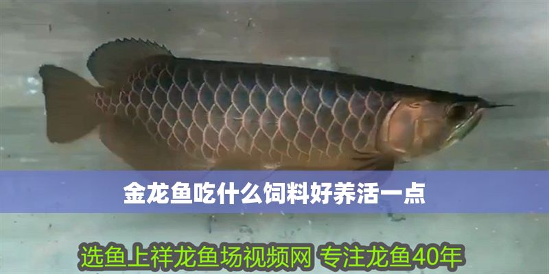 金龍魚吃什么飼料好養(yǎng)活一點