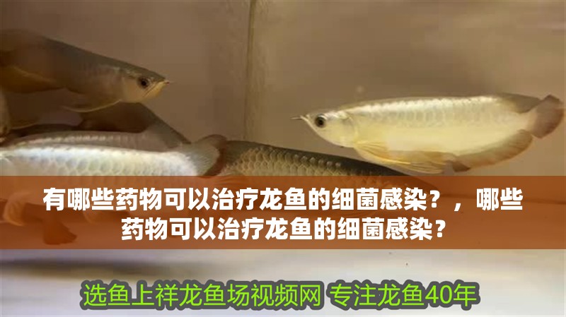 有哪些藥物可以治療龍魚的細菌感染？，哪些藥物可以治療龍魚的細菌感染？
