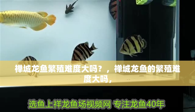 禪城龍魚繁殖難度大嗎？，禪城龍魚的繁殖難度大嗎，