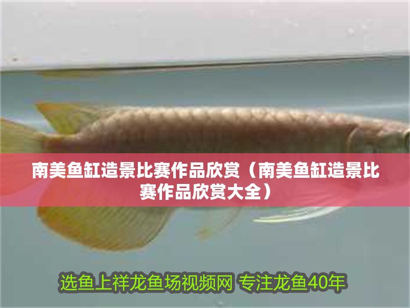 南美魚缸造景比賽作品欣賞（南美魚缸造景比賽作品欣賞大全）