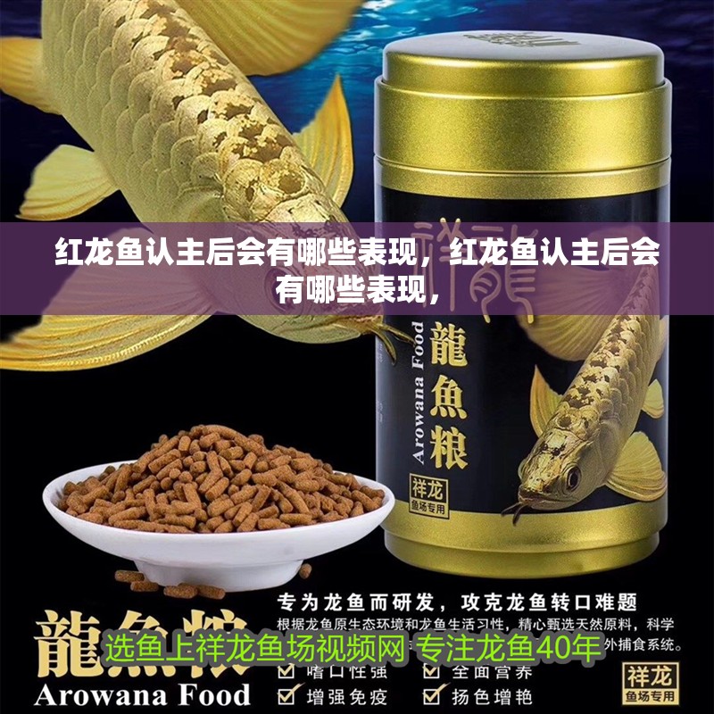 紅龍魚認主后會有哪些表現，紅龍魚認主后會有哪些表現，