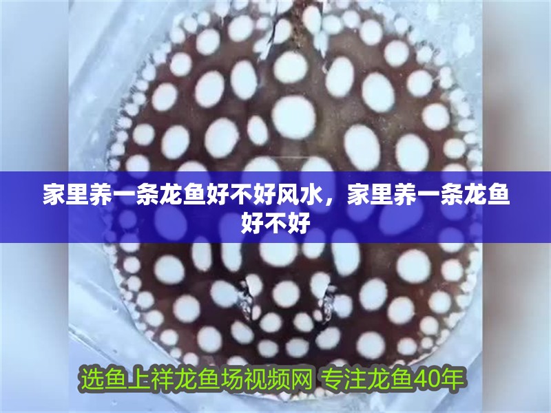 家里養一條龍魚好不好風水，家里養一條龍魚好不好