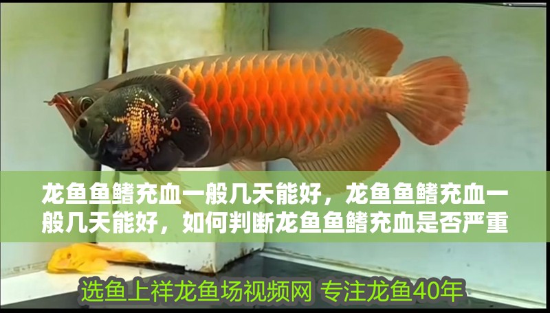 龍魚魚鰭充血一般幾天能好，龍魚魚鰭充血一般幾天能好，如何判斷龍魚魚鰭充血是否嚴重？