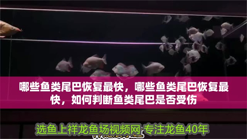 哪些魚類尾巴恢復最快，哪些魚類尾巴恢復最快，如何判斷魚類尾巴是否受傷