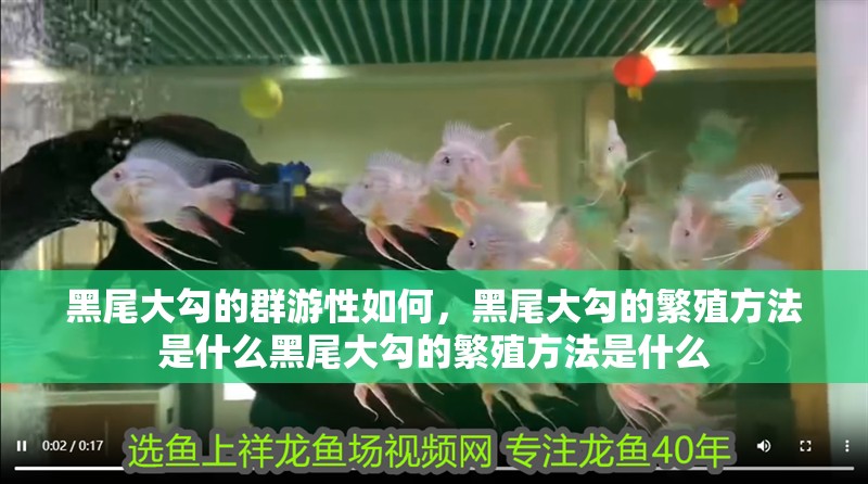 黑尾大勾的群游性如何，黑尾大勾的繁殖方法是什么黑尾大勾的繁殖方法是什么