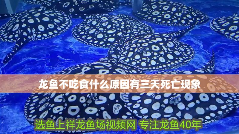 龍魚不吃食什么原因有三天死亡現象 龍魚不吃食什么原因有三天死亡現象 龍魚百科 第2張