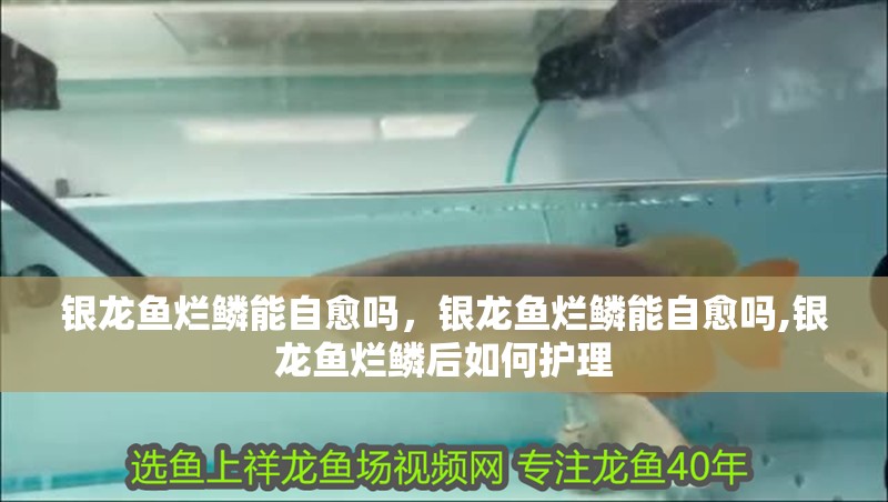 銀龍魚爛鱗能自愈嗎，銀龍魚爛鱗能自愈嗎,銀龍魚爛鱗后如何護理