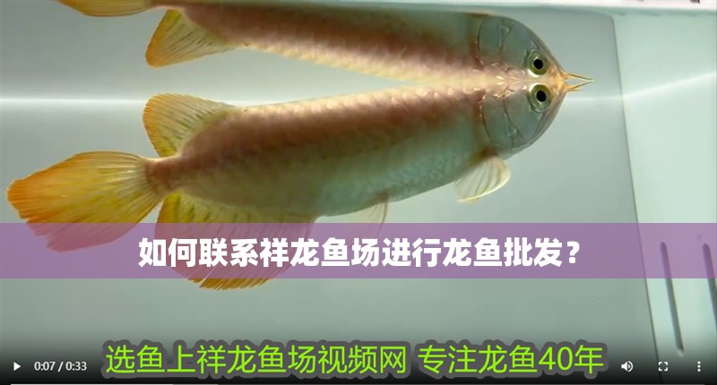 如何聯系祥龍魚場進行龍魚批發？