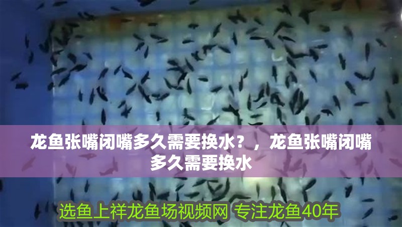 龍魚張嘴閉嘴多久需要換水？，龍魚張嘴閉嘴多久需要換水