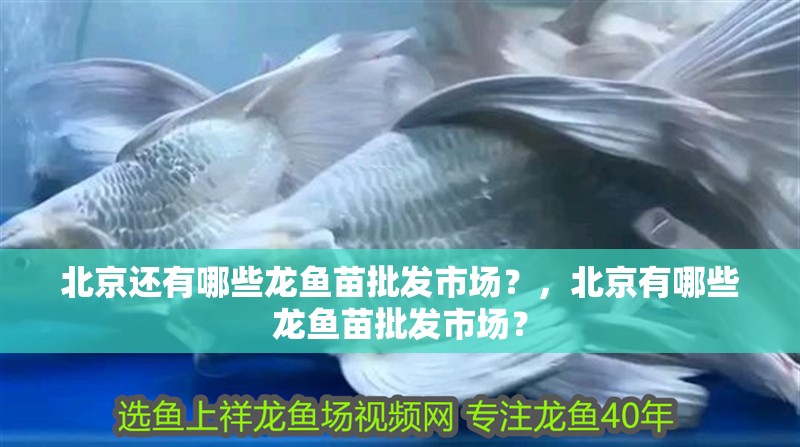 北京還有哪些龍魚苗批發市場？，北京有哪些龍魚苗批發市場？