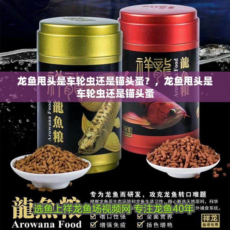龍魚甩頭是車輪蟲還是錨頭蚤？，龍魚甩頭是車輪蟲還是錨頭蚤