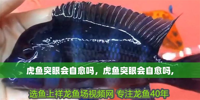 虎魚突眼會自愈嗎，虎魚突眼會自愈嗎,