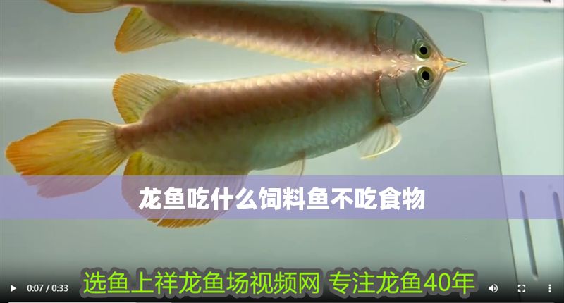 龍魚吃什么飼料魚不吃食物 龍魚百科 第2張 龍魚吃什么飼料魚不吃食物 龍魚吃什么飼料魚不吃食物 龍魚百科 第2張