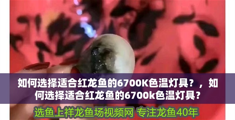 如何選擇適合紅龍魚的6700K色溫燈具？，如何選擇適合紅龍魚的6700k色溫燈具？