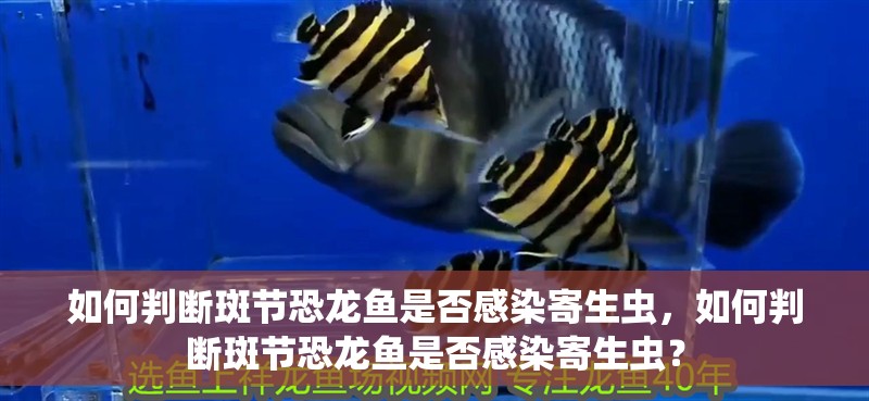 如何判斷斑節恐龍魚是否感染寄生蟲，如何判斷斑節恐龍魚是否感染寄生蟲？