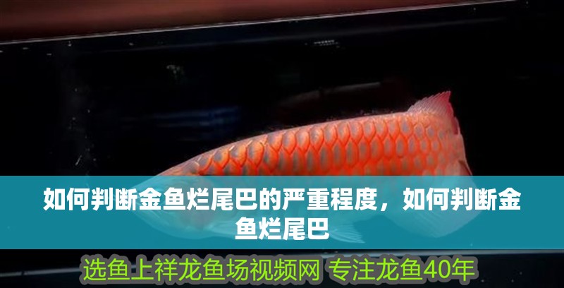 如何判斷金魚爛尾巴的嚴重程度，如何判斷金魚爛尾巴