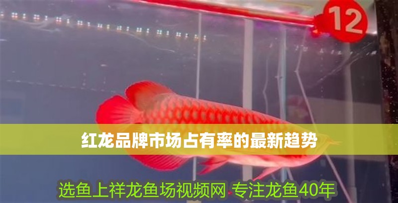紅龍品牌市場占有率的最新趨勢