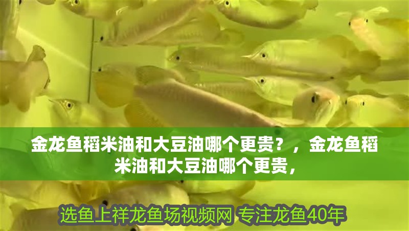 金龍魚稻米油和大豆油哪個更貴？，金龍魚稻米油和大豆油哪個更貴，