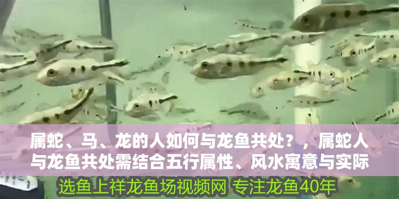 屬蛇、馬、龍的人如何與龍魚共處？，屬蛇人與龍魚共處需結合五行屬性、風水寓意與實際飼養條件綜合考量