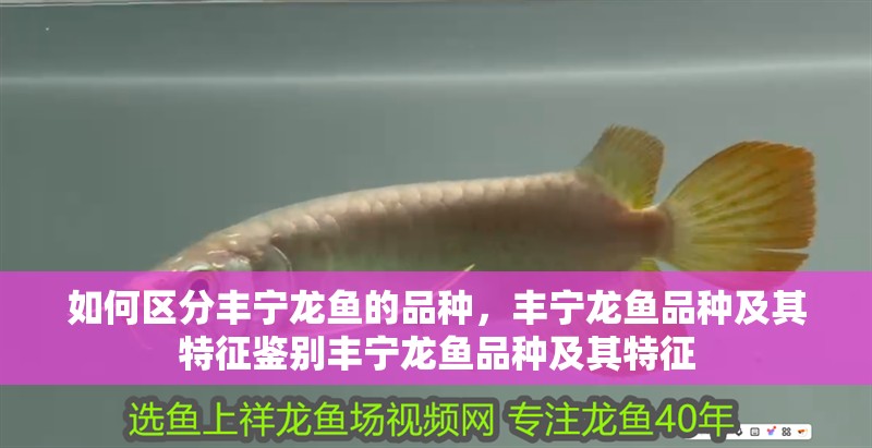 如何區(qū)分豐寧龍魚的品種，豐寧龍魚品種及其特征鑒別豐寧龍魚品種及其特征