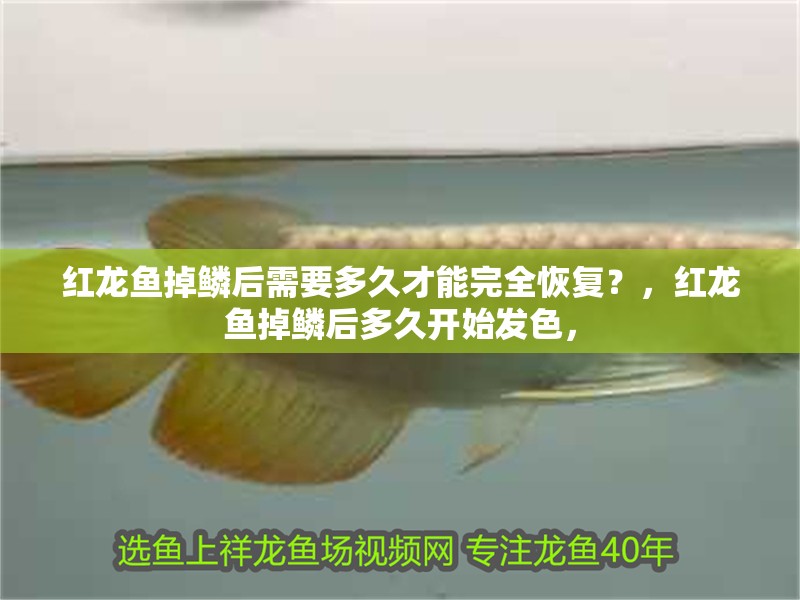 紅龍魚掉鱗后需要多久才能完全恢復(fù)？，紅龍魚掉鱗后多久開始發(fā)色，