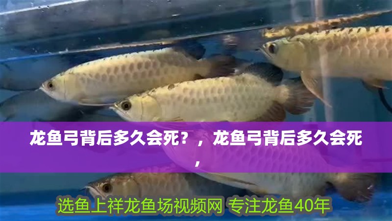 龍魚弓背后多久會(huì)死？，龍魚弓背后多久會(huì)死，