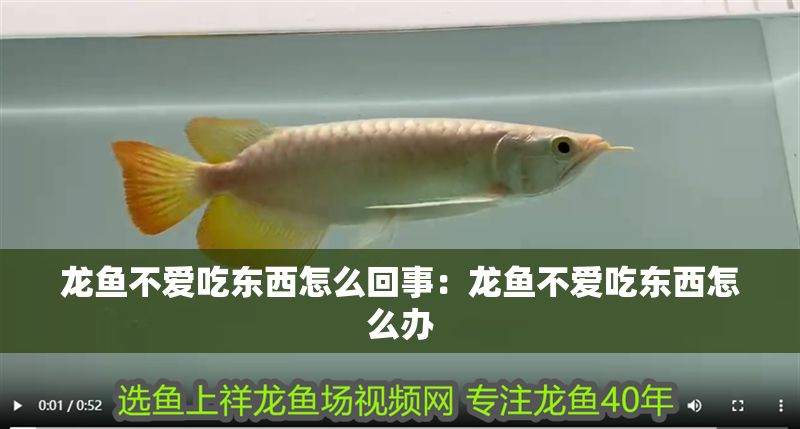 龍魚不愛吃東西怎么回事：龍魚不愛吃東西怎么辦