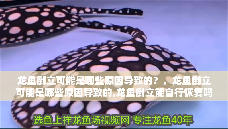 龍魚倒立可能是哪些原因?qū)е碌模浚堲~倒立可能是哪些原因?qū)е碌?龍魚倒立能自行恢復(fù)嗎