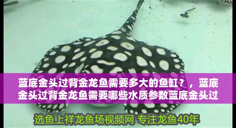 藍底金頭過背金龍魚需要多大的魚缸？，藍底金頭過背金龍魚需要哪些水質(zhì)參數(shù)藍底金頭過背金龍魚