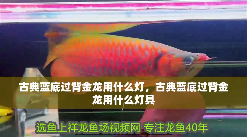 古典藍(lán)底過背金龍用什么燈，古典藍(lán)底過背金龍用什么燈具