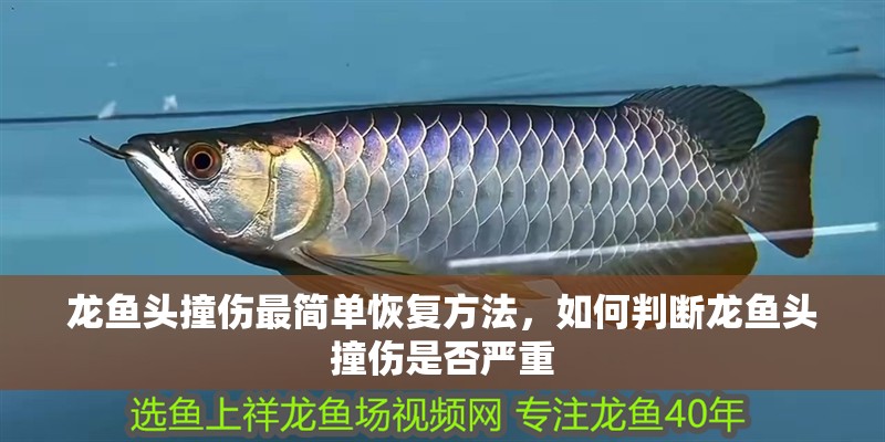 龍魚頭撞傷最簡單恢復(fù)方法，如何判斷龍魚頭撞傷是否嚴(yán)重