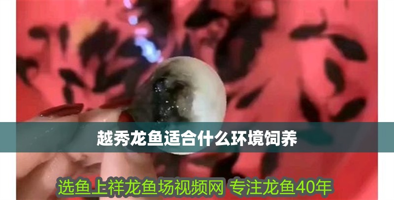 越秀龍魚適合什么環境飼養