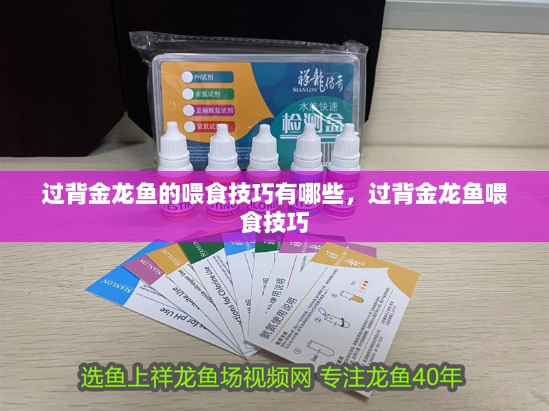 過背金龍魚的喂食技巧有哪些，過背金龍魚喂食技巧