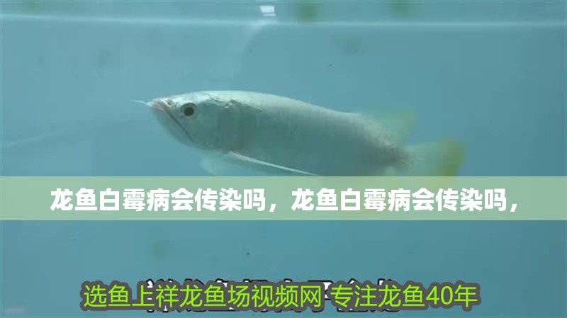 龍魚白霉病會傳染嗎，龍魚白霉病會傳染嗎，