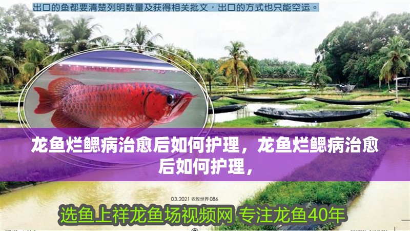 龍魚爛鰓病治愈后如何護(hù)理，龍魚爛鰓病治愈后如何護(hù)理，