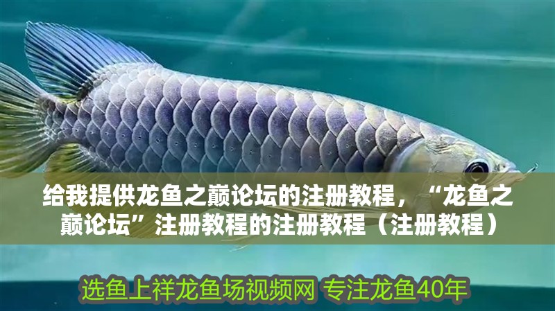 給我提供龍魚之巔論壇的注冊教程，“龍魚之巔論壇”注冊教程的注冊教程（注冊教程）