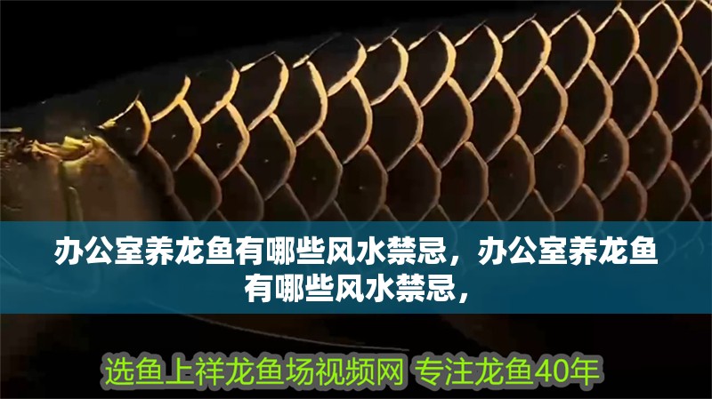 辦公室養(yǎng)龍魚有哪些風(fēng)水禁忌，辦公室養(yǎng)龍魚有哪些風(fēng)水禁忌，