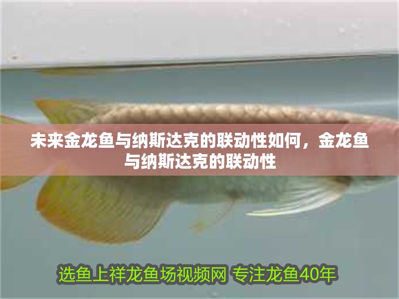 未來金龍魚與納斯達(dá)克的聯(lián)動性如何，金龍魚與納斯達(dá)克的聯(lián)動性